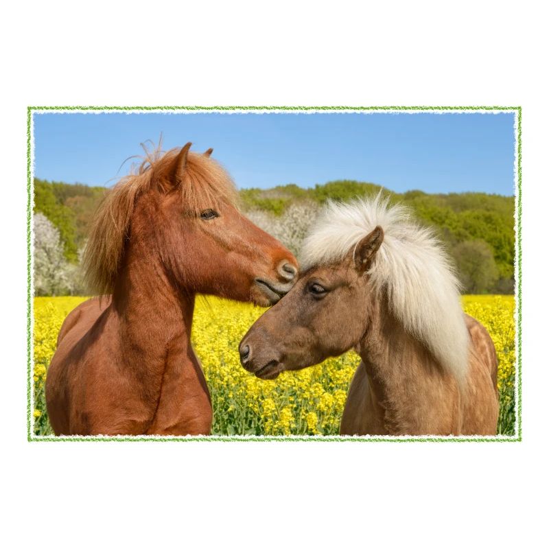 Two Icelandic horses cuddle in a spring meadow