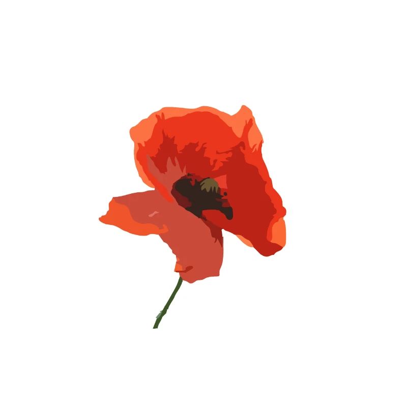 Mohn Blume