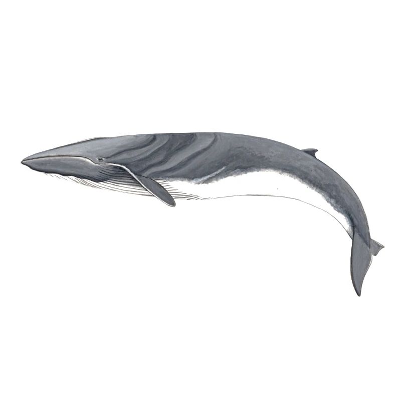 rorquals - rorqual - rorqual commun