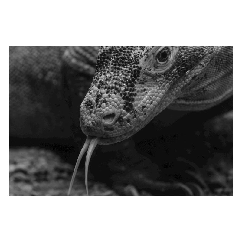 Der Varan