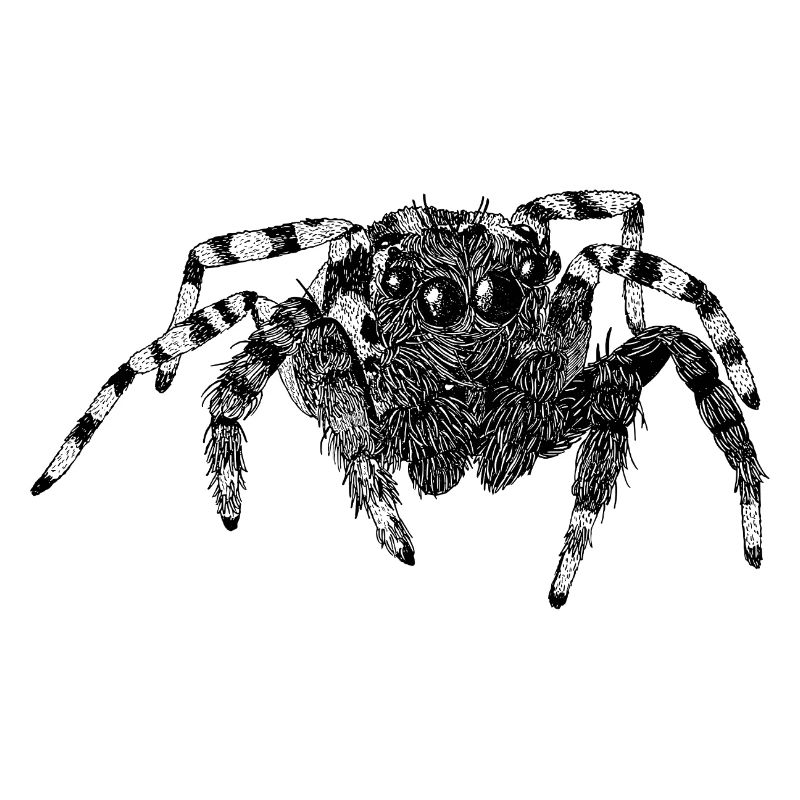 Araignée sauteuse Araignée mignonne Phidippus Arachnide