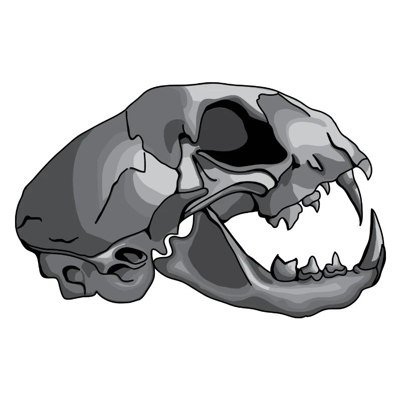 Katzenschädel