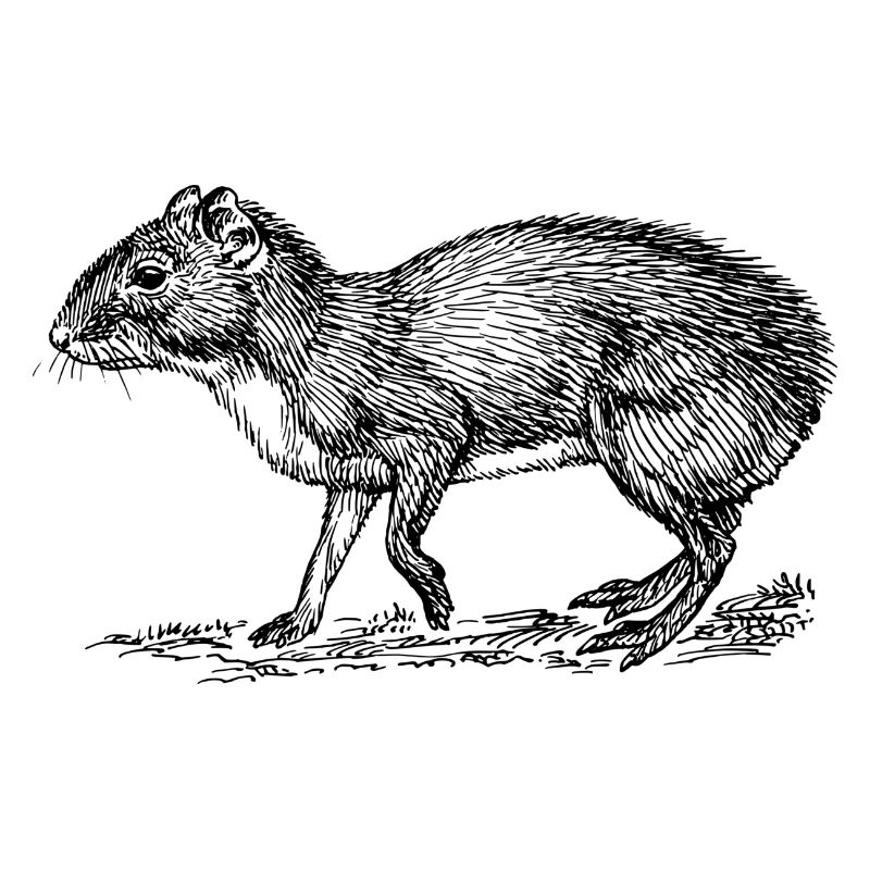 Nagetier