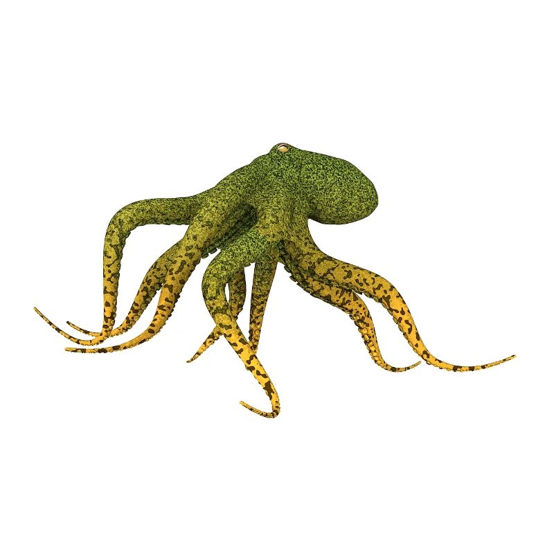 Octopuses, squid, octopus