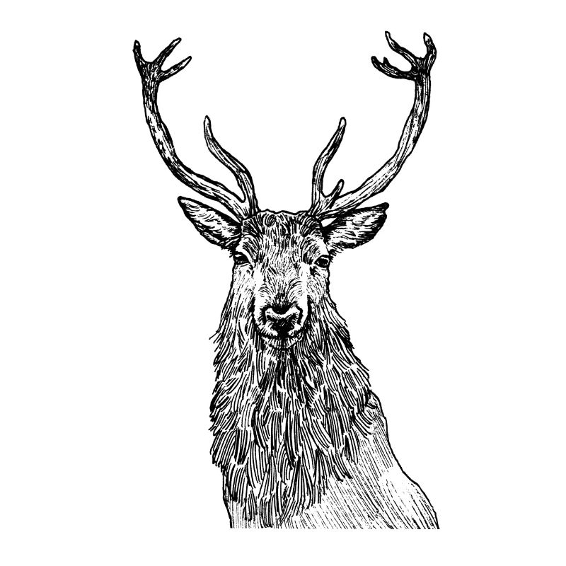 Würdevoller Hirsch