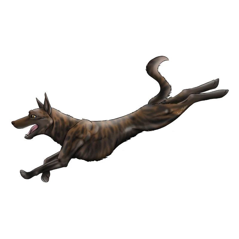 Dutch shepherd