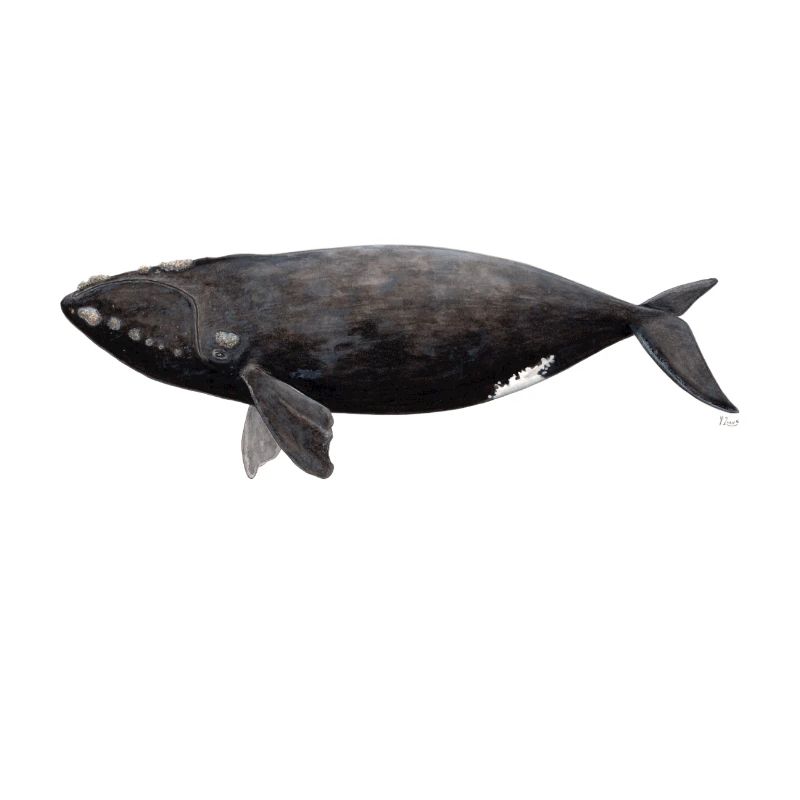 Wal - Balaena glacialis - Glattwal