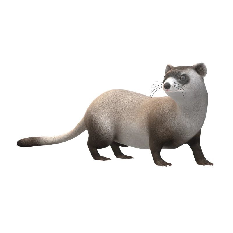 3D Wiesel