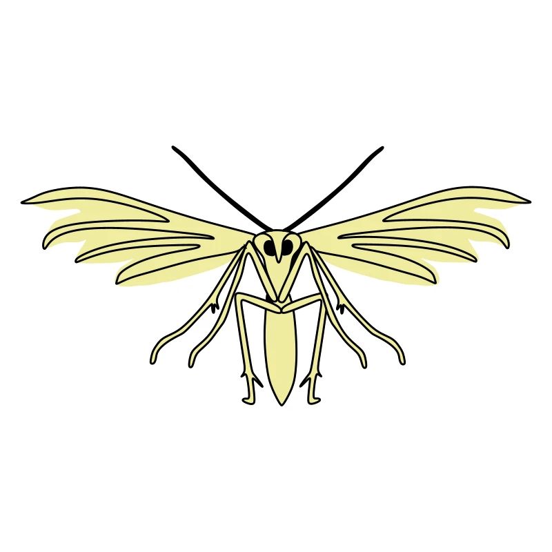 Feather moth