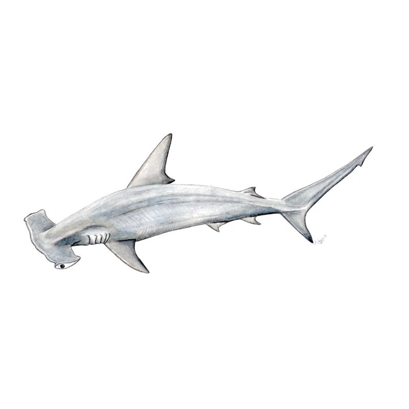 Tiburon martillon - Hammerhead shark - Requin