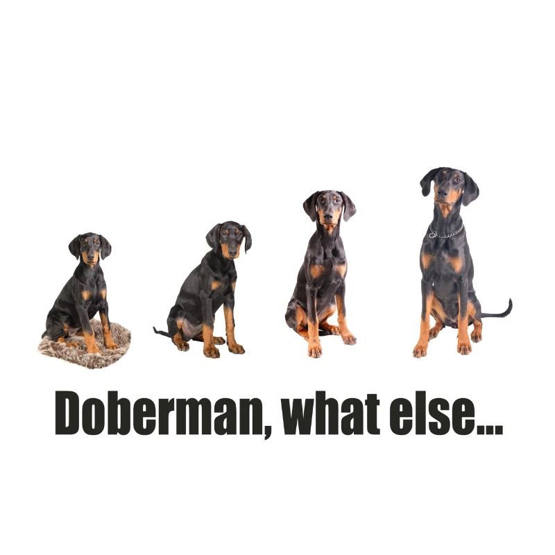 Doberman, what else...