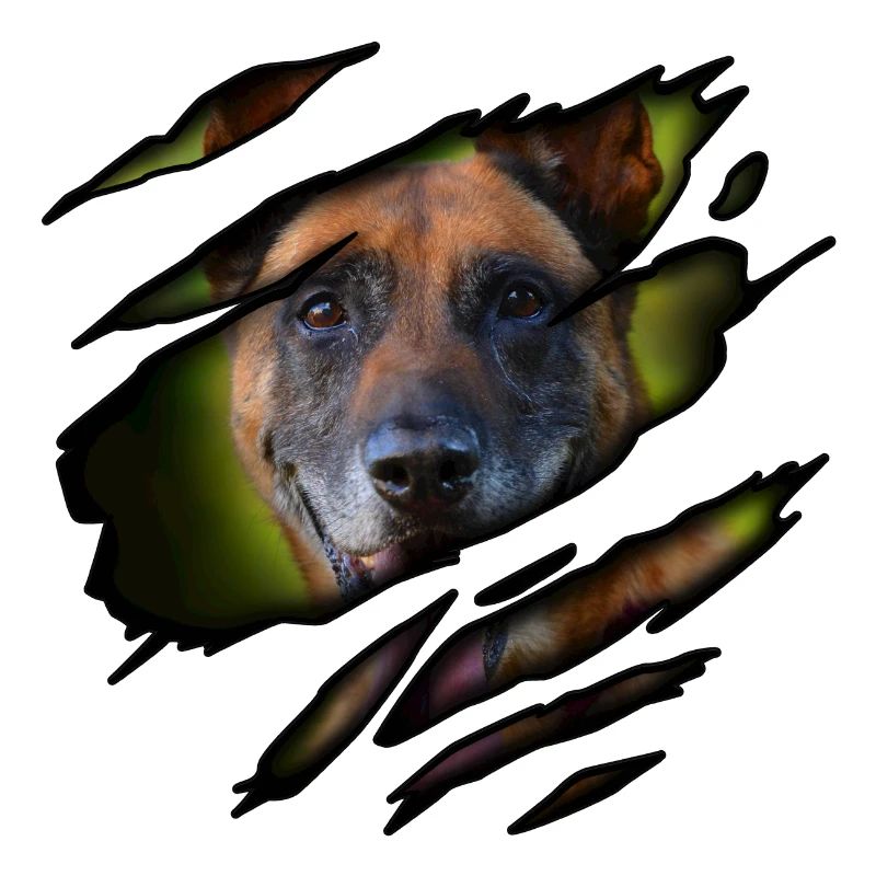 Malinois in mir