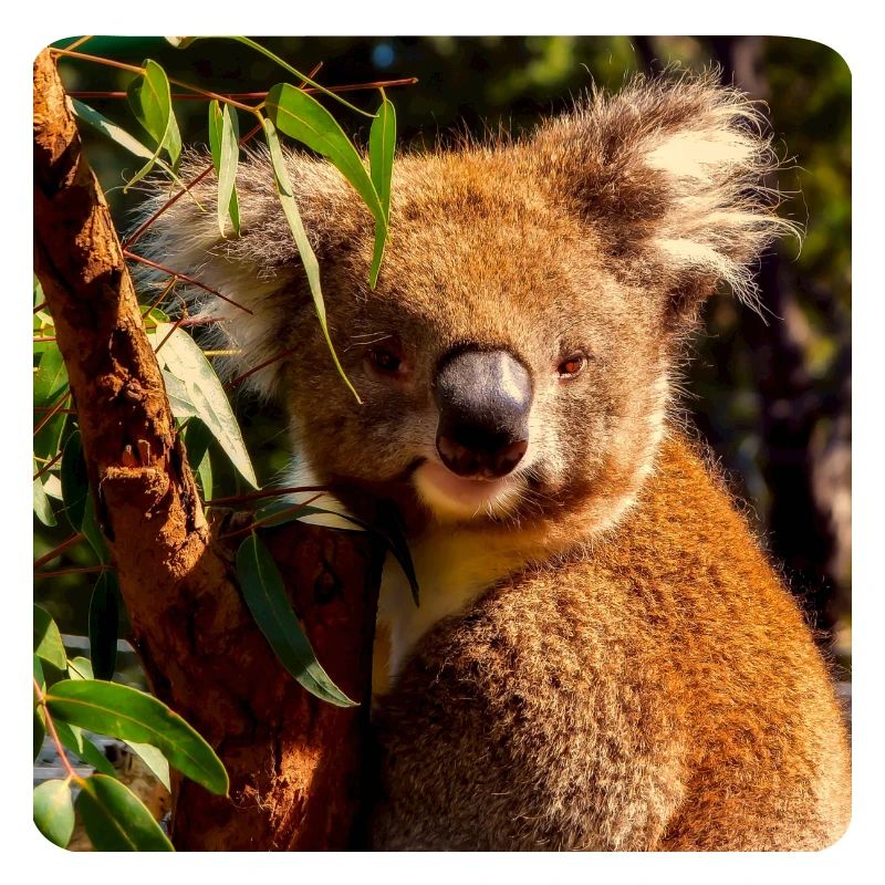 Koala