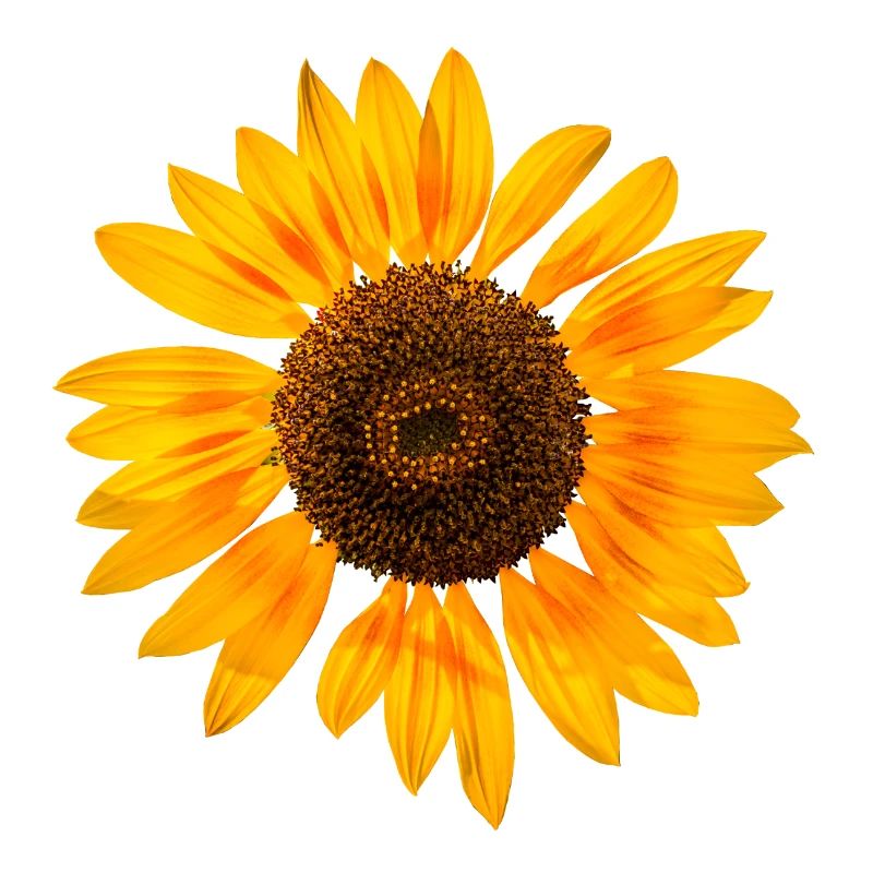 Sonnenblume
