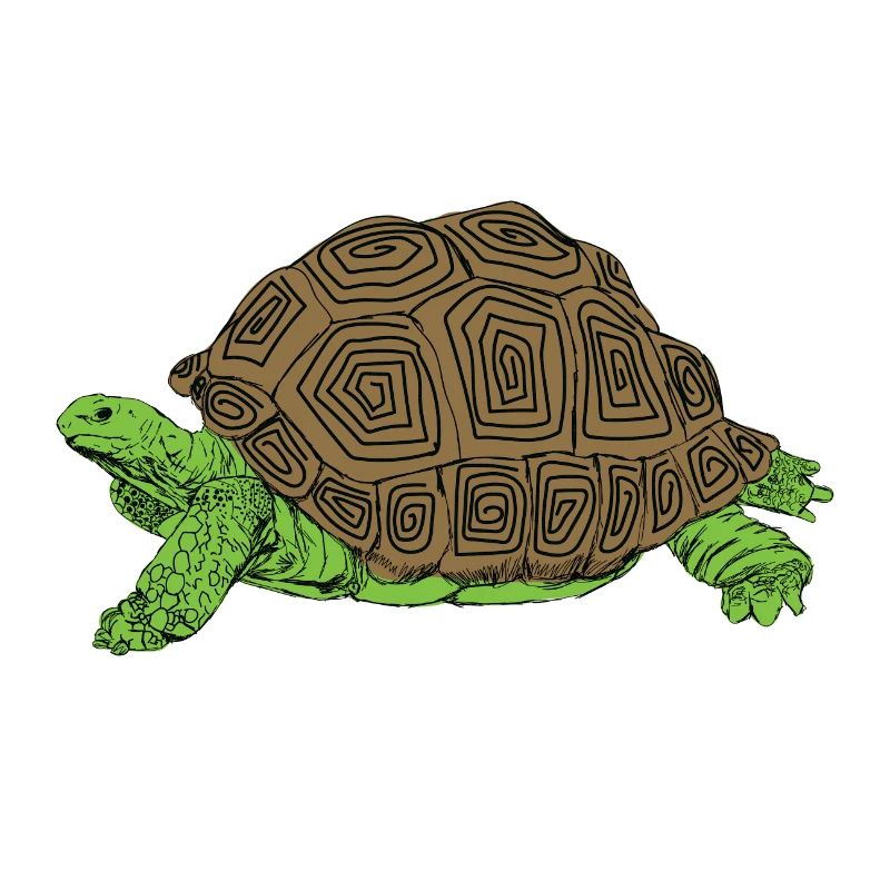 Tortoise - slow-steady - win - race