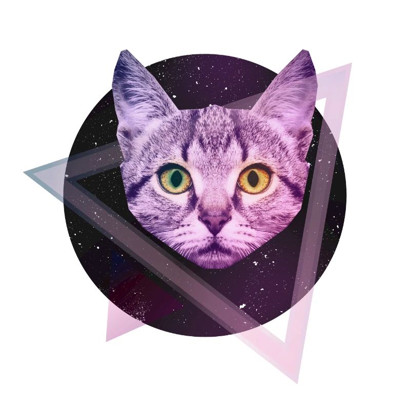 Chat de l'espace