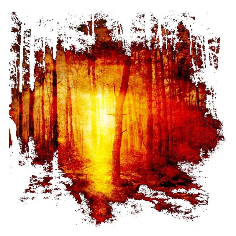 Natur Wald Bäume Sonnenstrahl Sonne Geschenk Idee