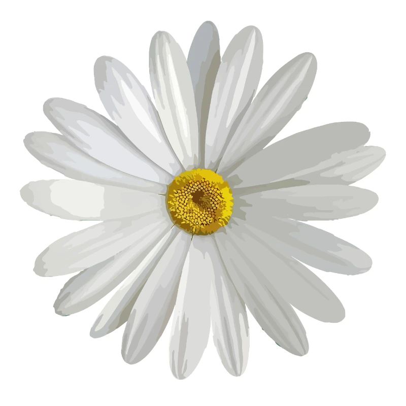daisy