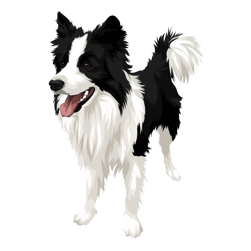 Limitée! Border Collie Amour