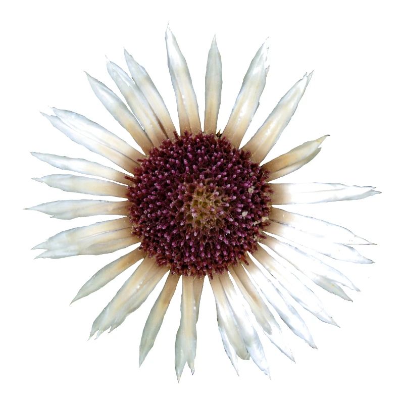 Silberdistel