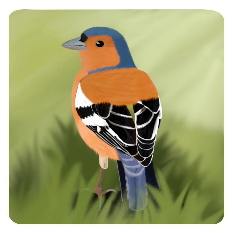 chaffinch