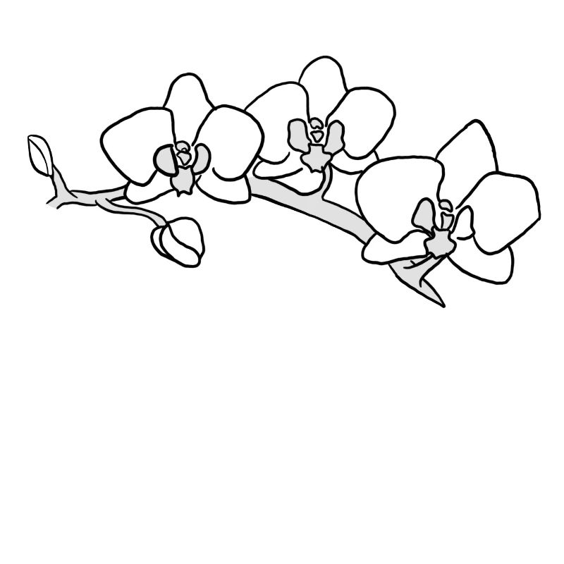 Orchidee