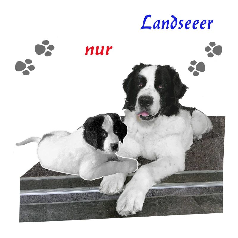 Hund-Landseer-Geschenkidee
