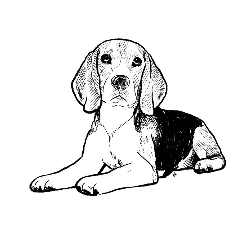 Beagle Sketch