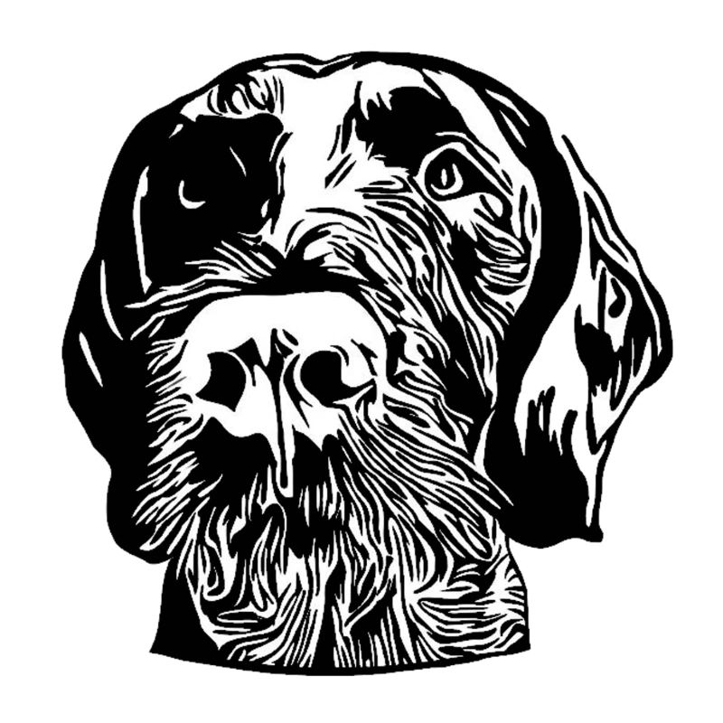 German Wirehaired Pointer