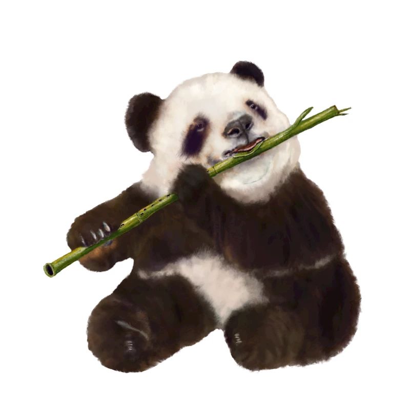 Paddy Panda