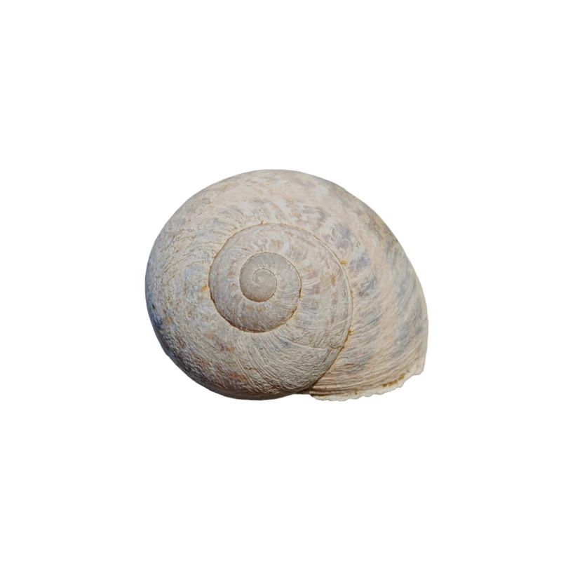 Schnecke