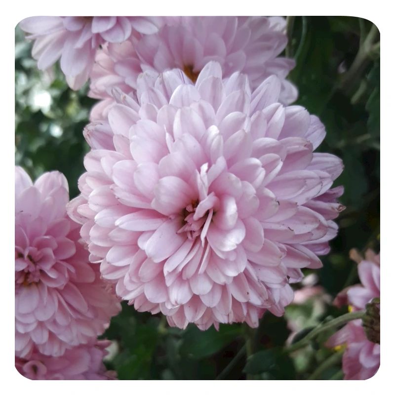 Pinkzen