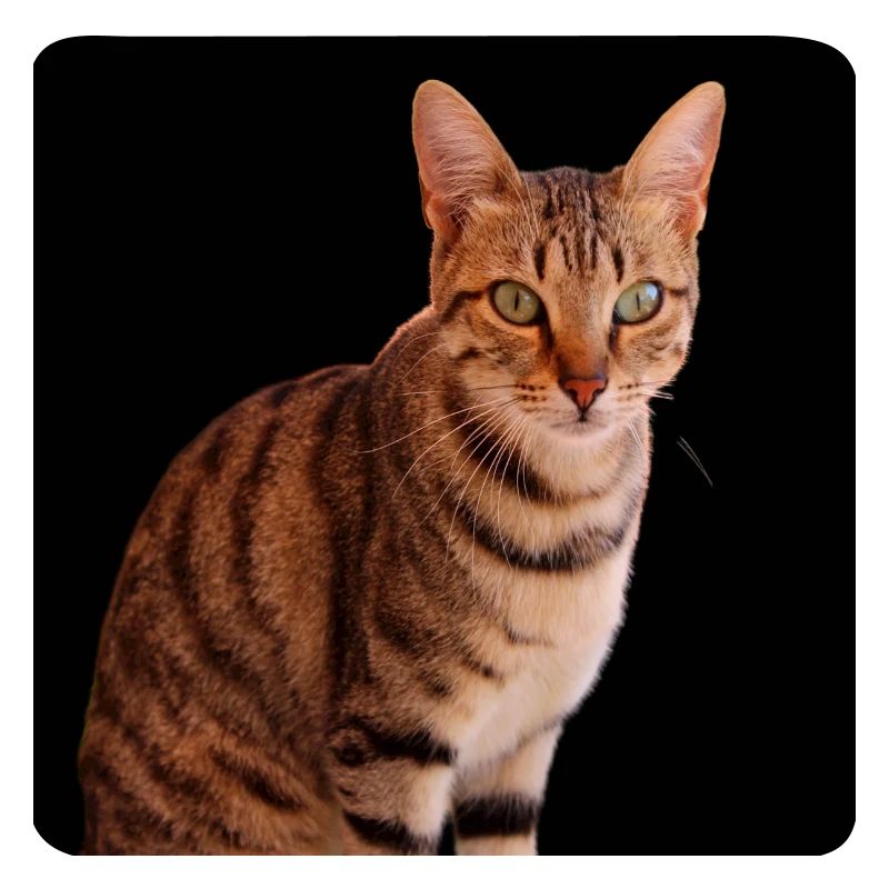 Chat chat chaton doux