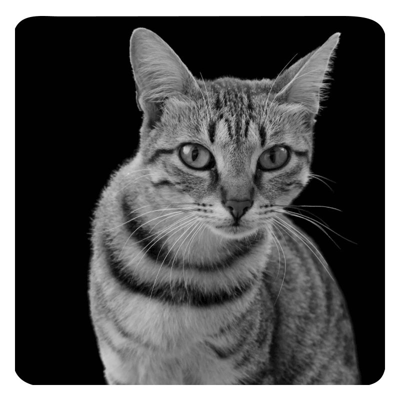 Chat blanc-noir Chat noir et blanc