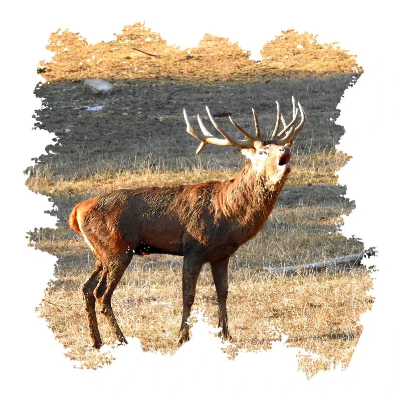 Ein röhrender Hirsch im Spätherbst