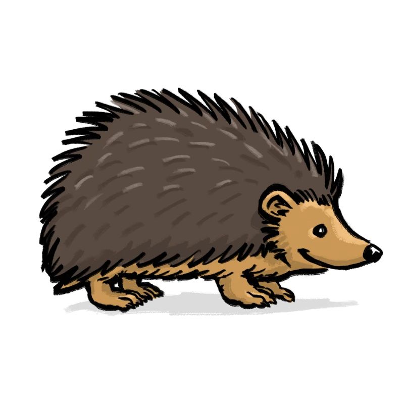 Igel