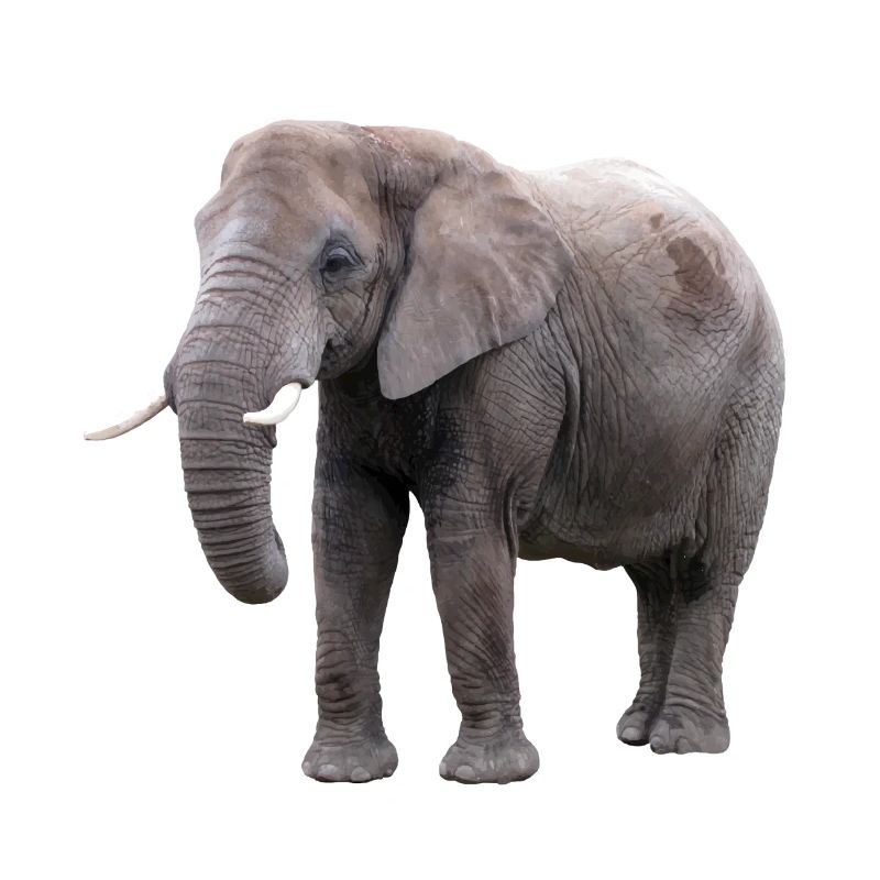 Elefant
