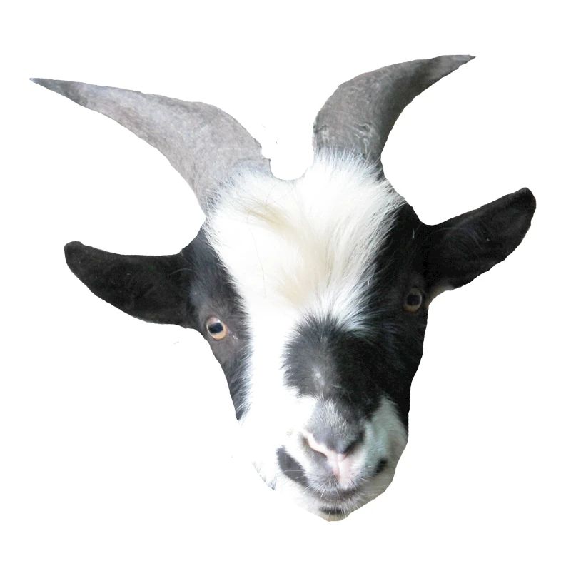 Robin le bouc