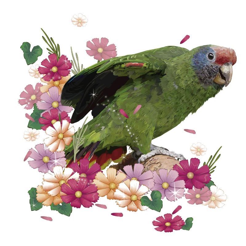 Le perroquet à queue rousse