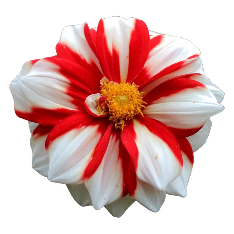 Fleur Blanche Rouge Rouge Fleur Fleurs Rouge Fleurs Blanches