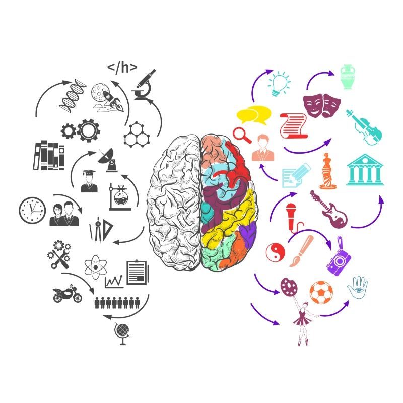 Brain