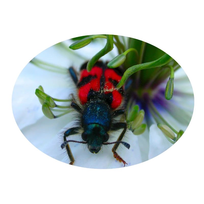 Der Bienenkäfer oder Bienenwolf ist ein Räuber