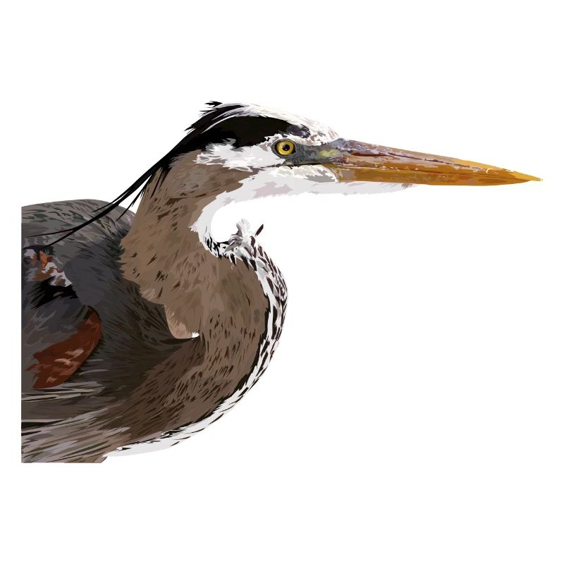 Blauer Reiher