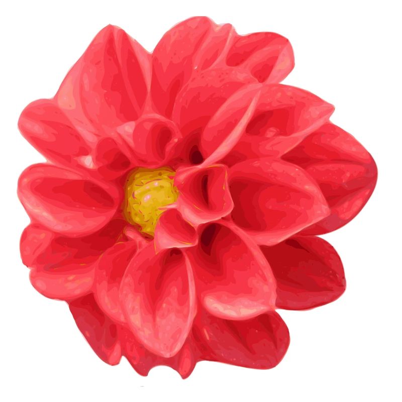 fleur