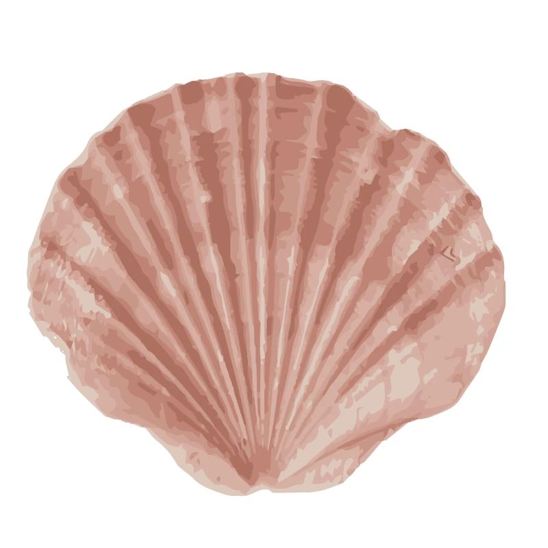 Muschel