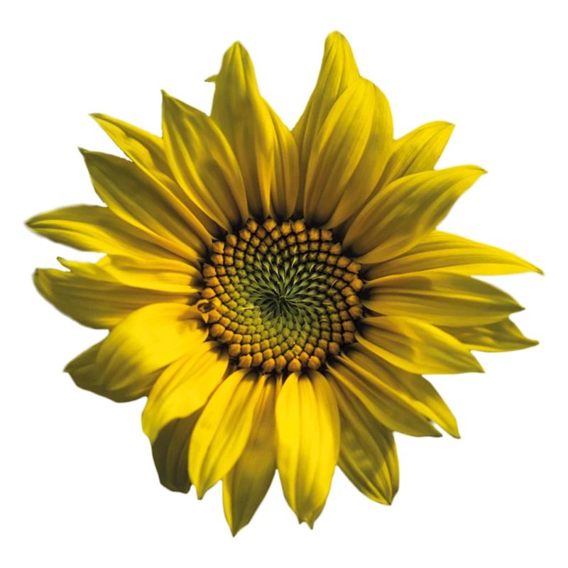 Sonnenblume