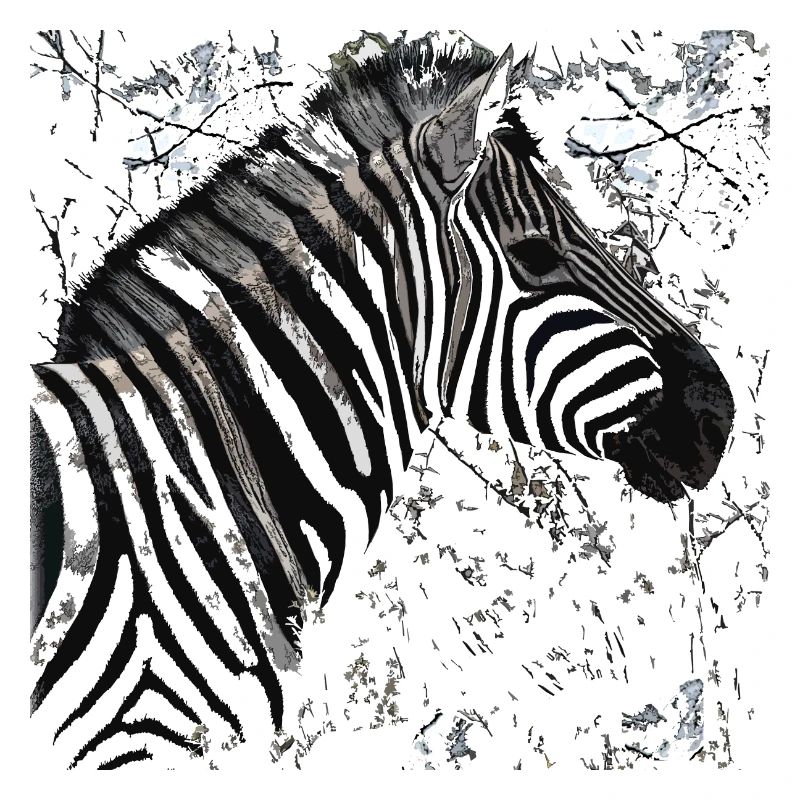 Zebrakopf (2)
