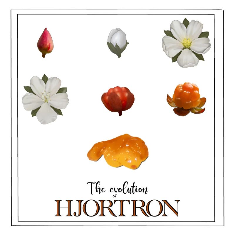 Die Evolution der Moltebeeren, mit Widder