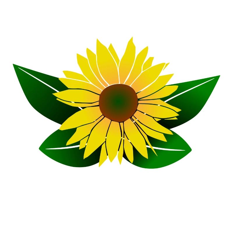 Sonnenblume, Sonnenblumen