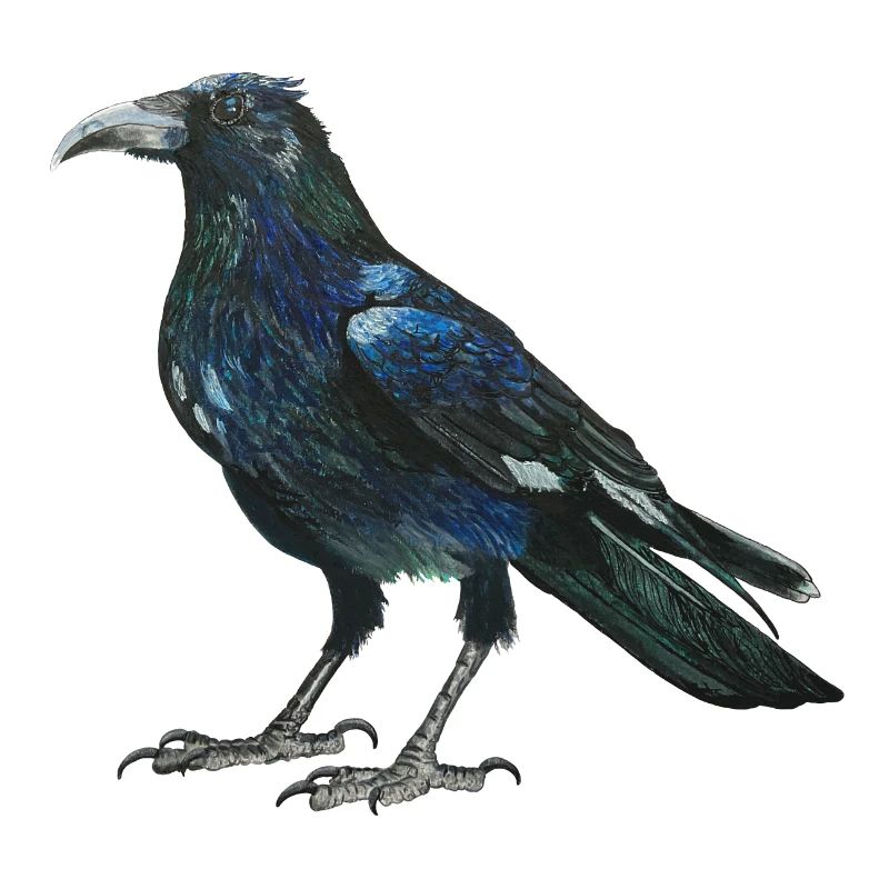 Raven crow with slightly bluish green feathers